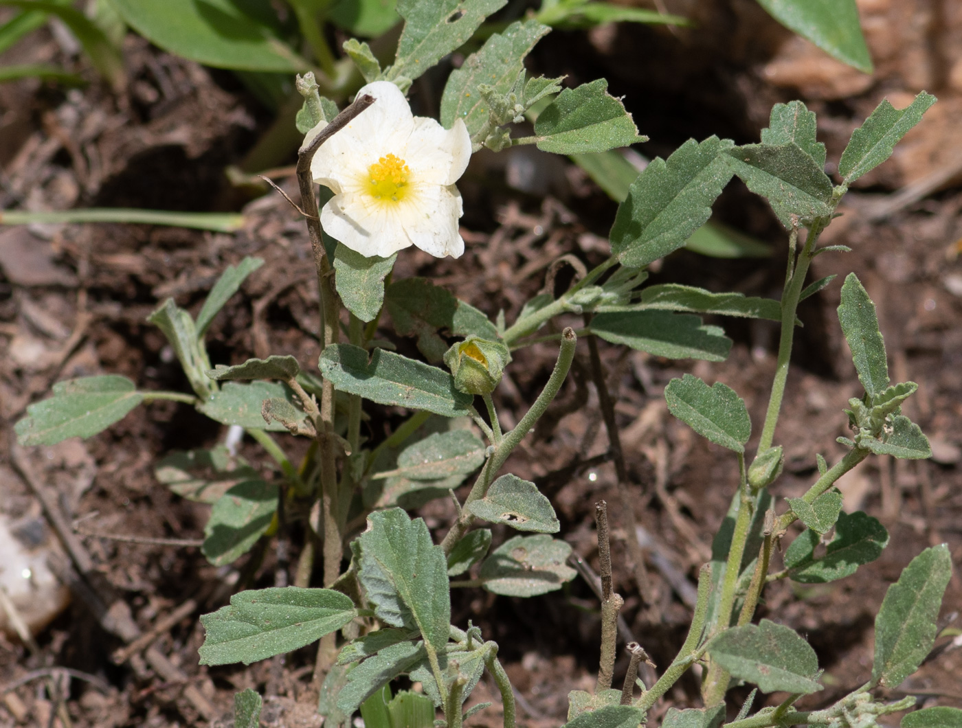 Image of Sida ovata specimen.