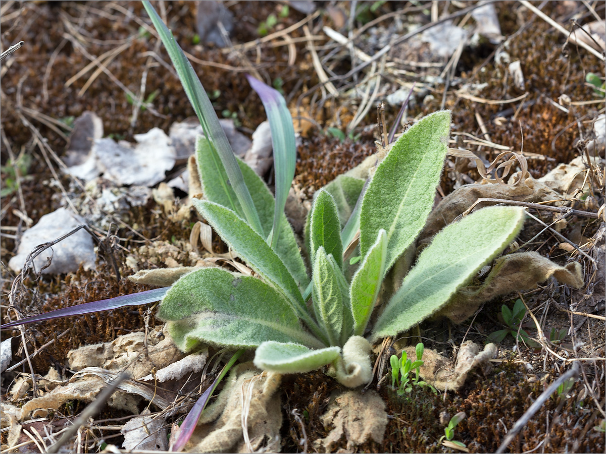 Image of Verbascum thapsus specimen.