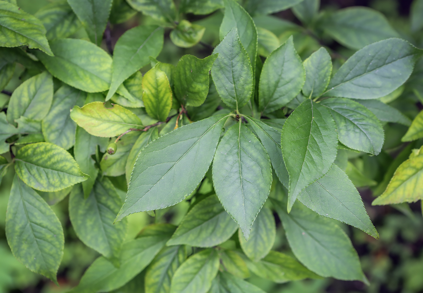 Image of Photinia villosa specimen.