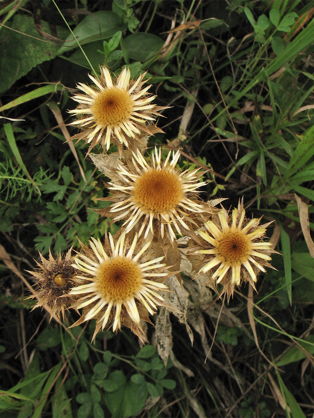 Image of Carlina intermedia specimen.