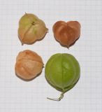 Cardiospermum halicacabum