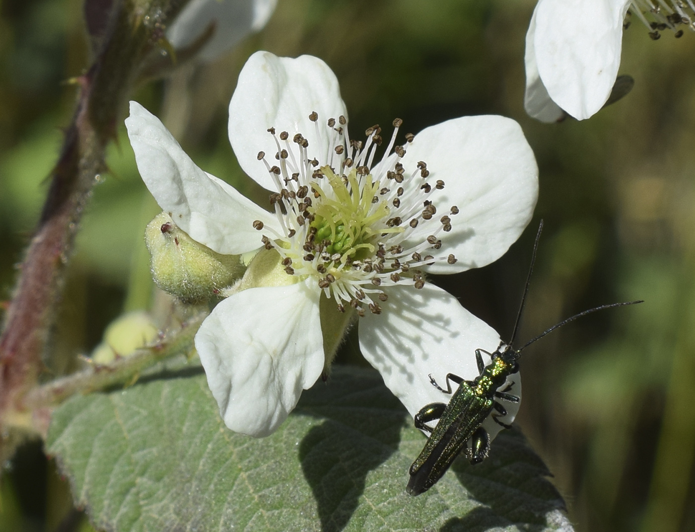 Изображение особи Rubus canescens.