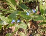 Lycopsis arvensis