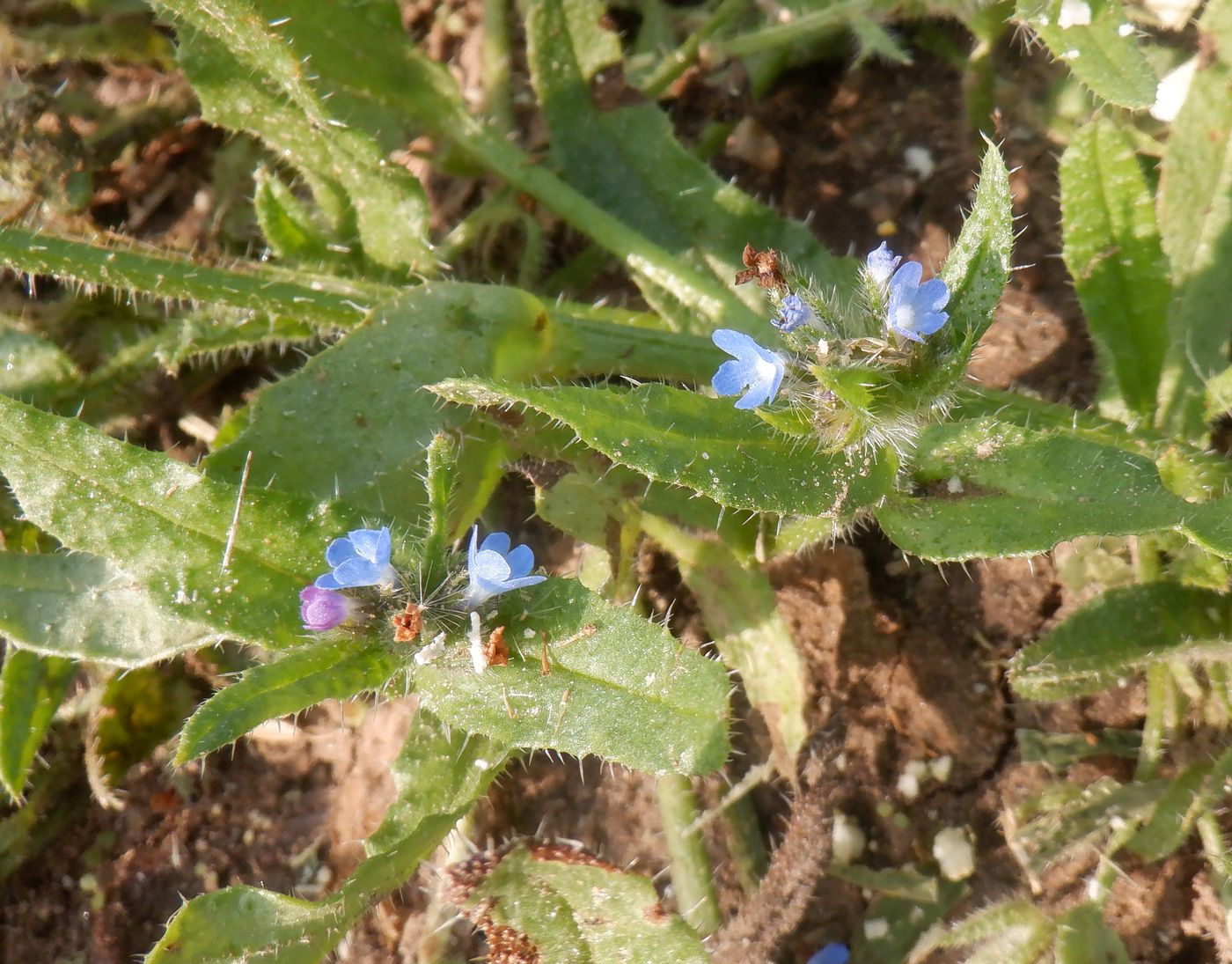 Изображение особи Lycopsis arvensis.