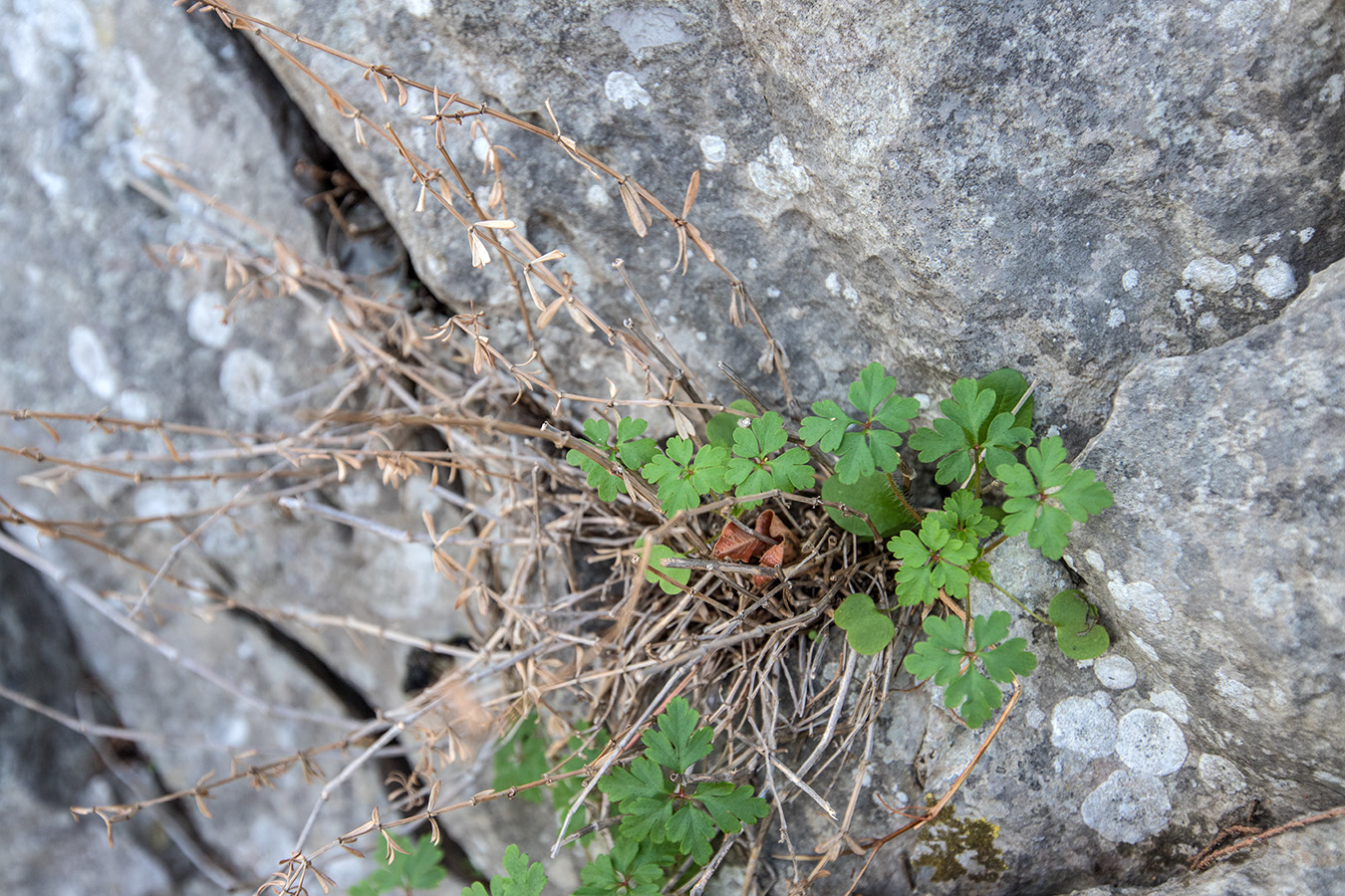 Изображение особи Geranium robertianum.