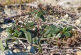 Helianthemum ovatum. Вегетирующее растение (в сообществе с Thymus elenevskyi). Краснодарский край, м/о Анапа, окр. пос. Бол. Утриш, тора Солдатская, каменистая россыпь из расслоившейся материнской породы. 01.01.2021.