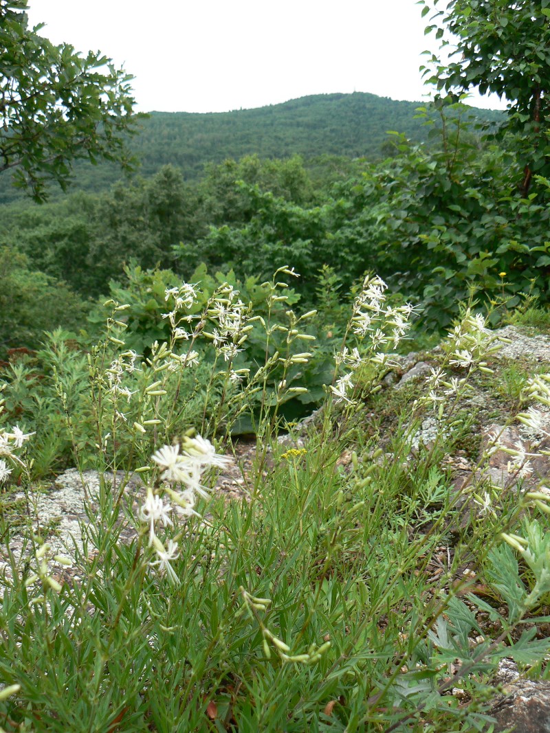 Image of Silene foliosa specimen.