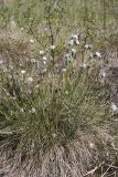 Eriophorum vaginatum