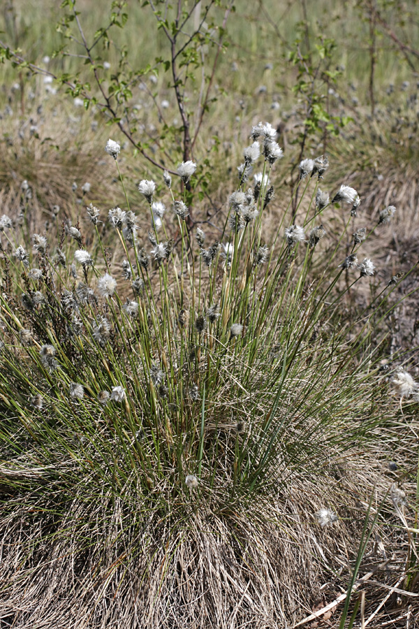 Изображение особи Eriophorum vaginatum.