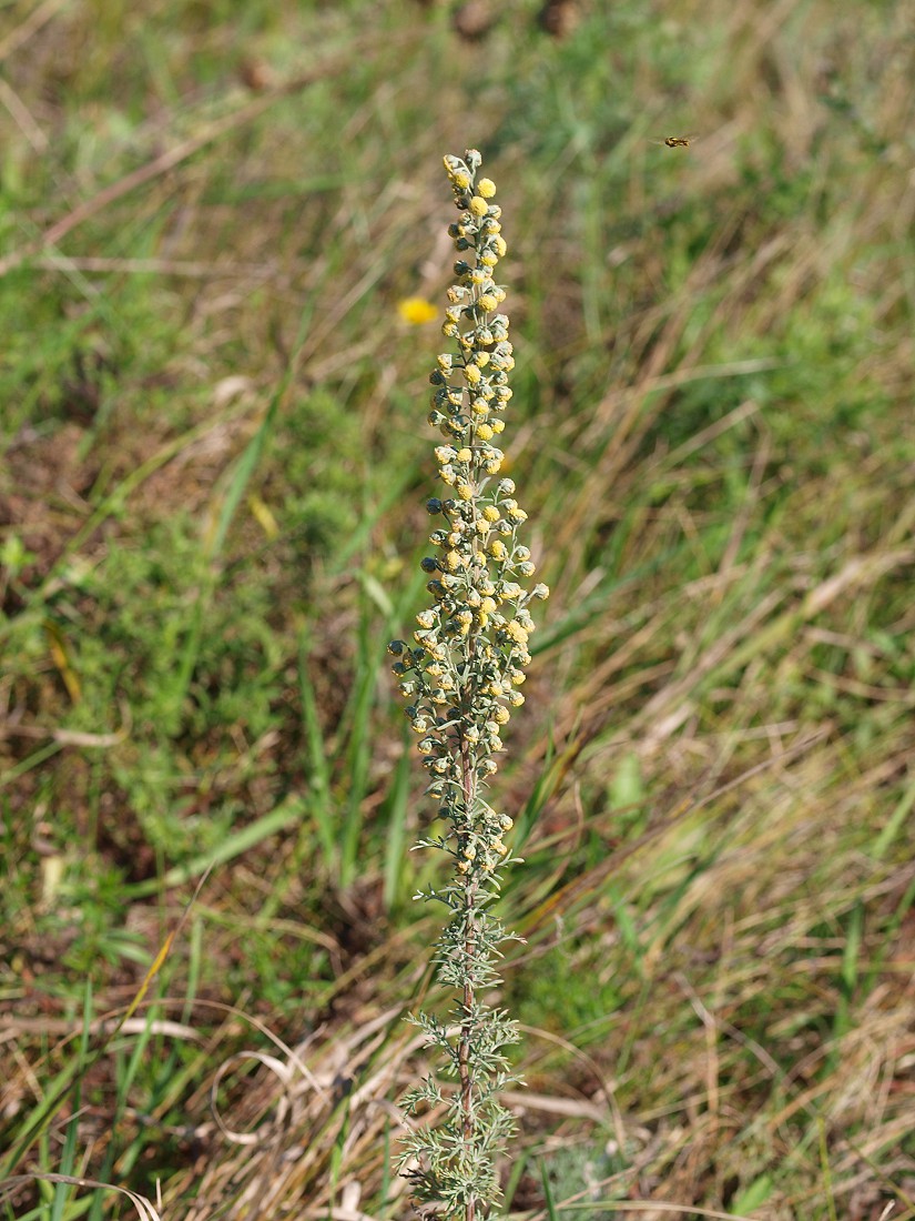 Изображение особи Artemisia pontica.