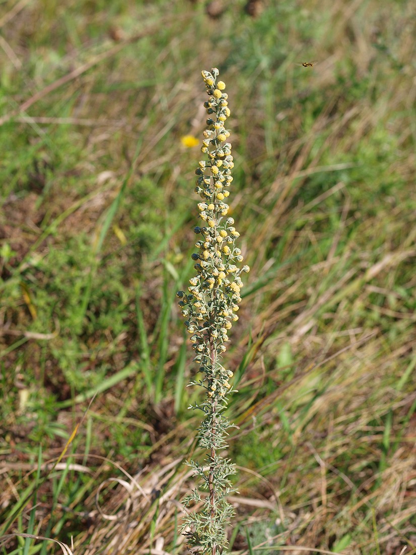 Image of Artemisia pontica specimen.