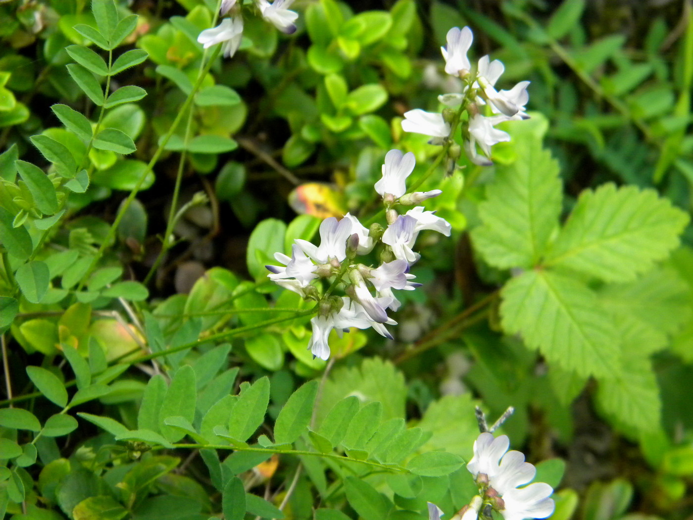 Изображение особи Astragalus schumilovae.