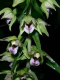 Epipactis helleborine