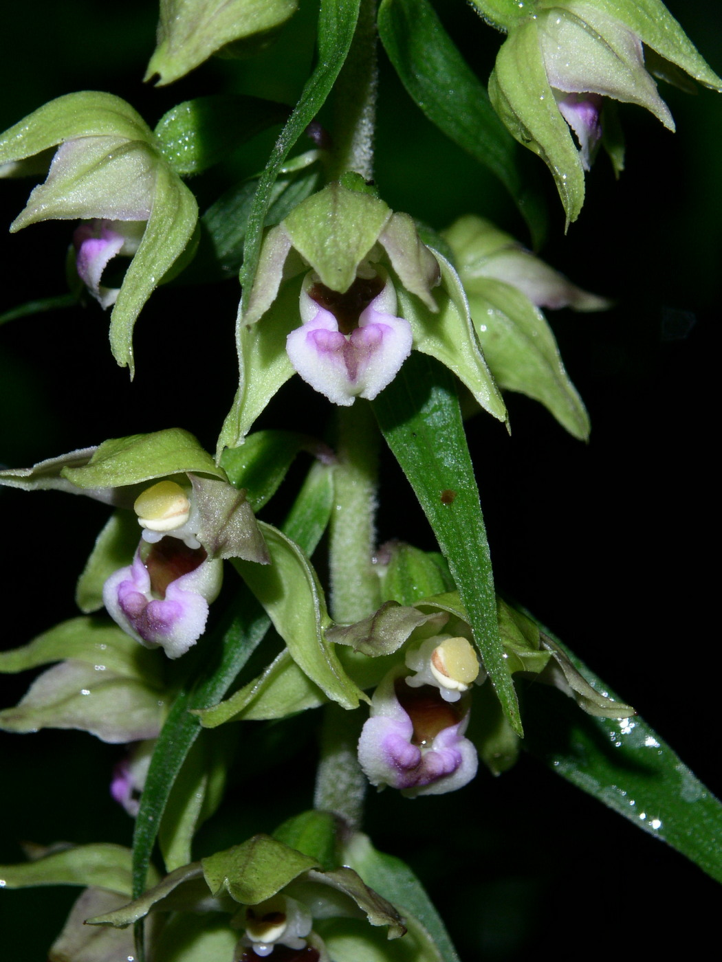 Изображение особи Epipactis helleborine.