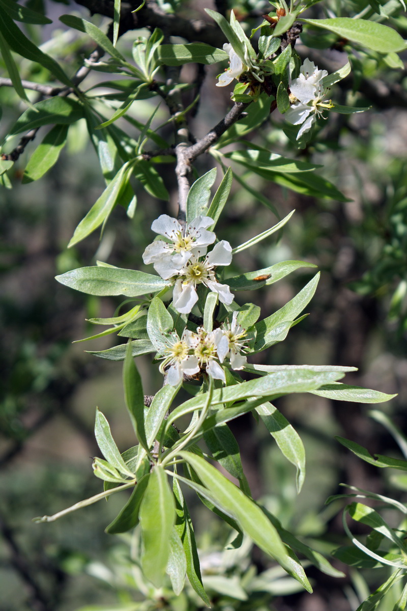 Изображение особи Pyrus elaeagrifolia.