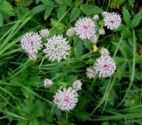 Astrantia major