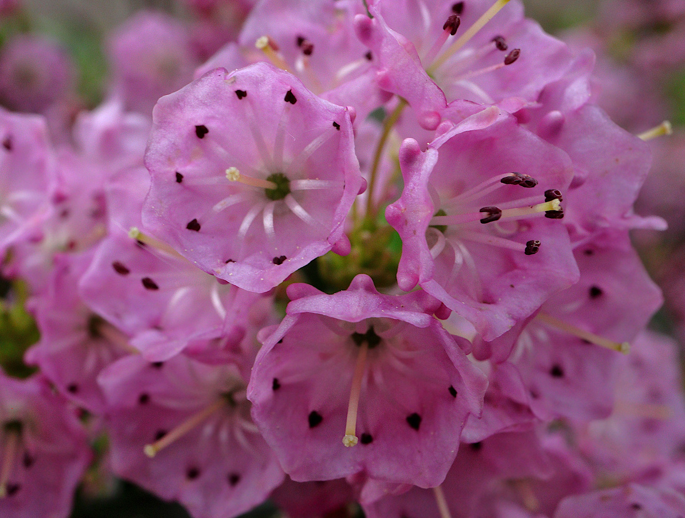 Изображение особи Kalmia polifolia.