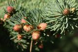 Picea glauca. Просыпающиеся почки на верхушках побегов. Ленинградская обл., окр. пос. Дубки, дачный участок, в культуре. 16.05.2021.