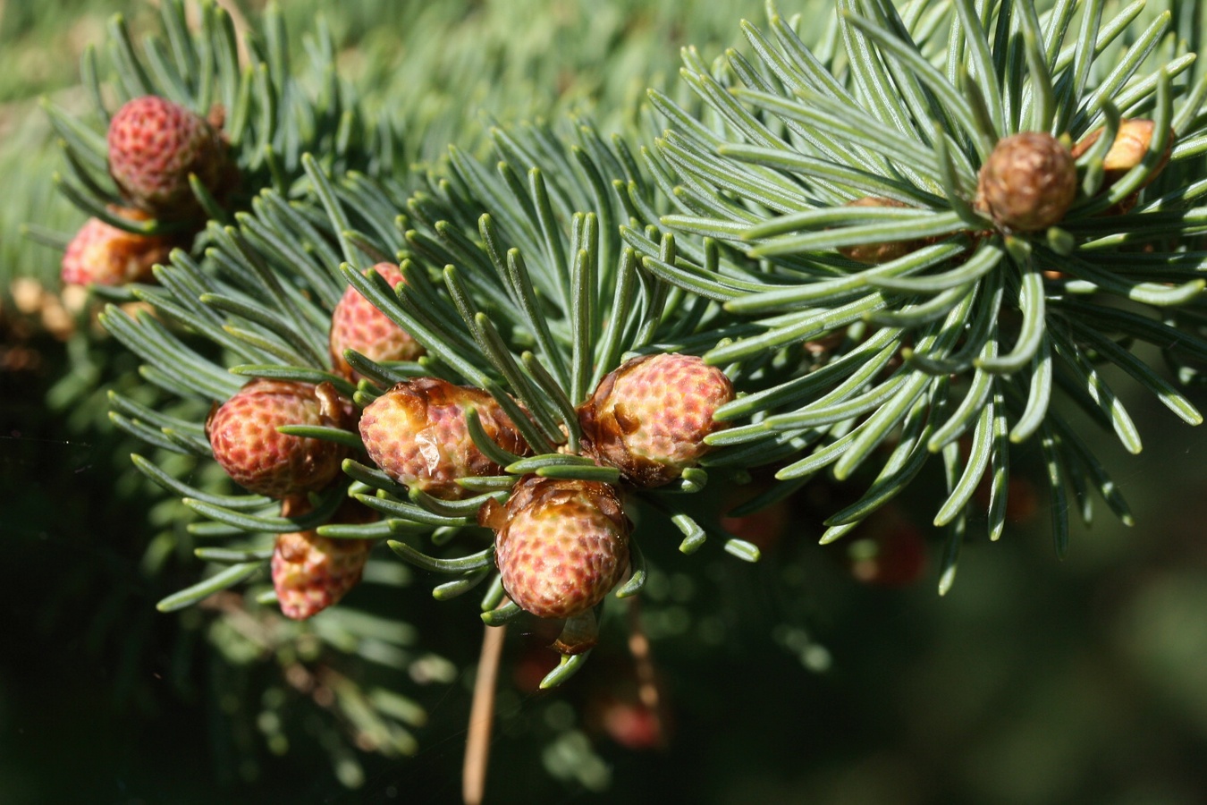 Изображение особи Picea glauca.