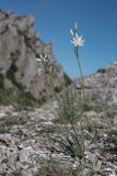 Anthericum liliago. Цветущее растение. Крым, окр. Феодосии, гора Эчкидаг, каменистая осыпь. 13.06.2021.