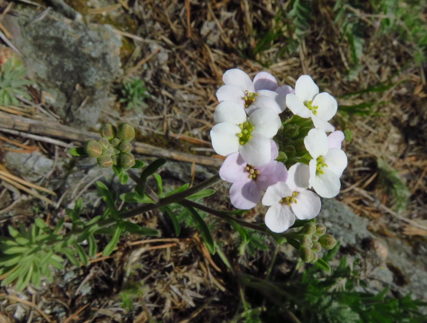 Image of Stevenia incarnata specimen.