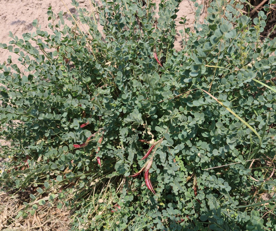 Image of Astragalus achundovii specimen.