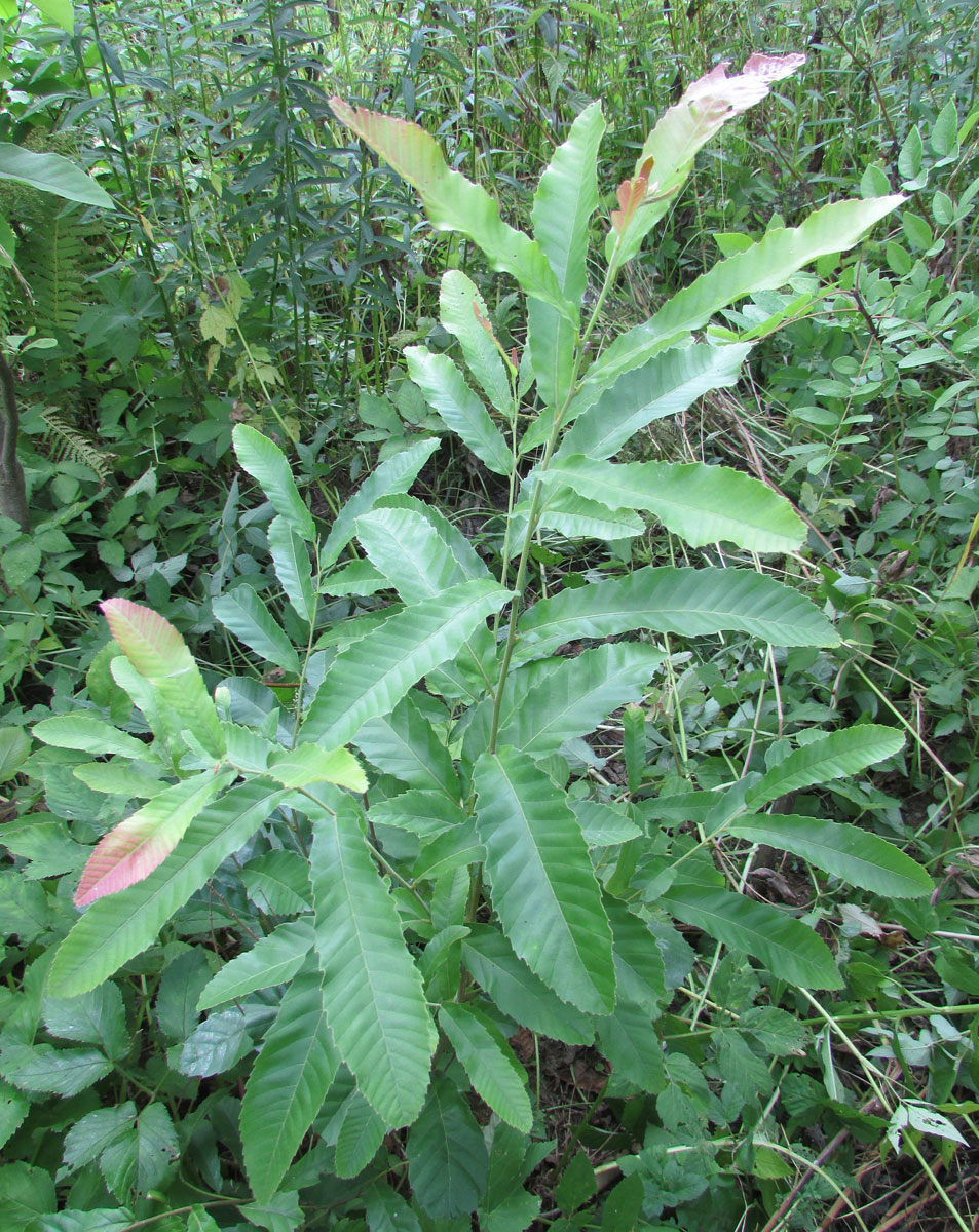 Изображение особи Quercus variabilis.