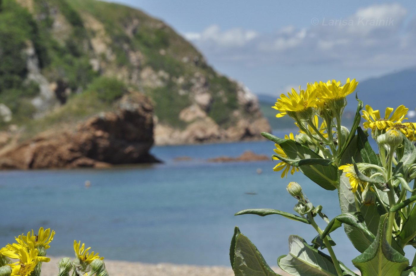 Изображение особи Senecio pseudoarnica.