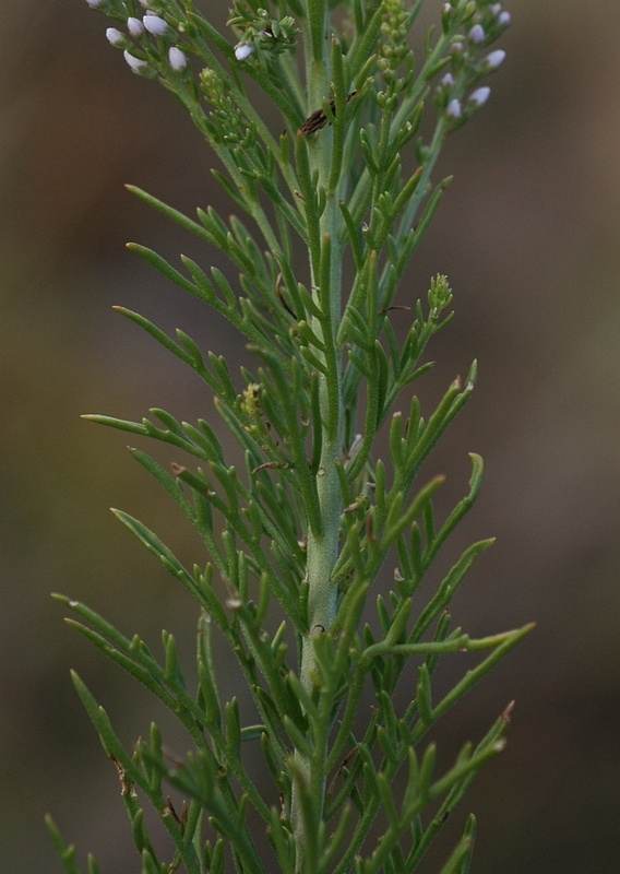 Image of Veronica pinnata specimen.