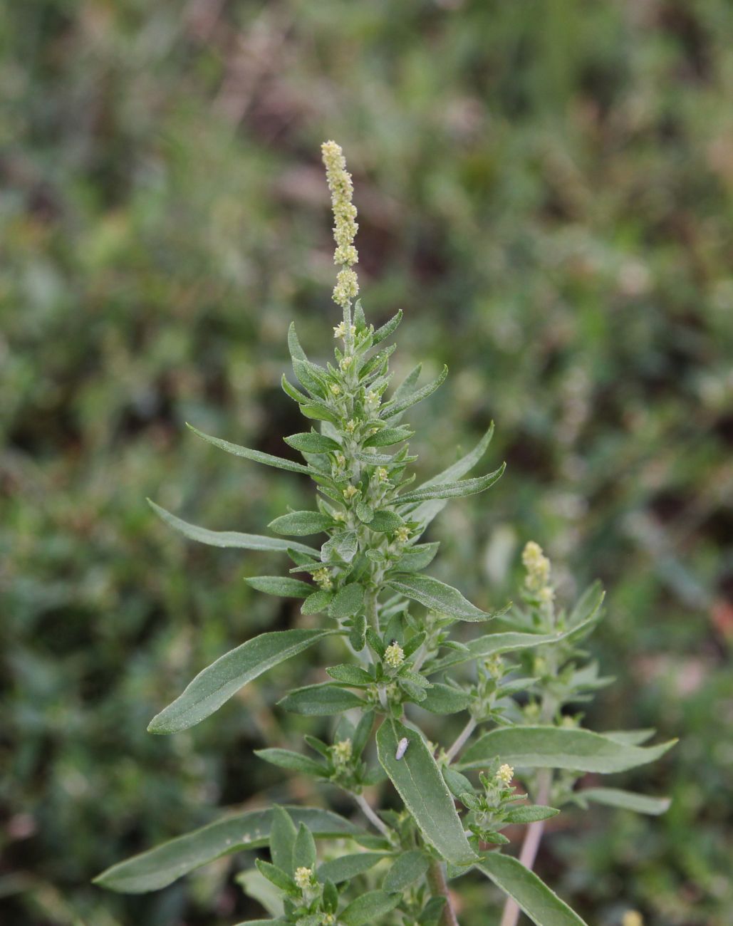 Image of Axyris amaranthoides specimen.