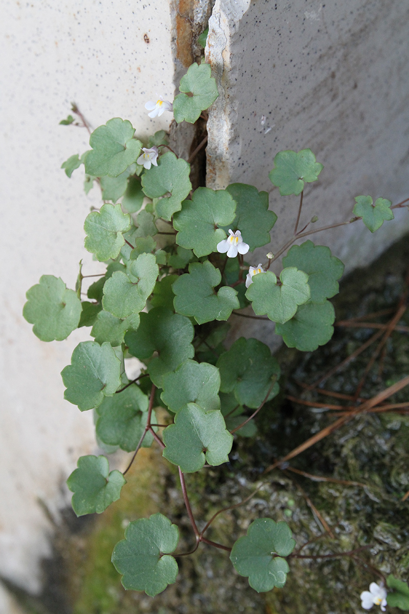 Изображение особи Cymbalaria muralis.