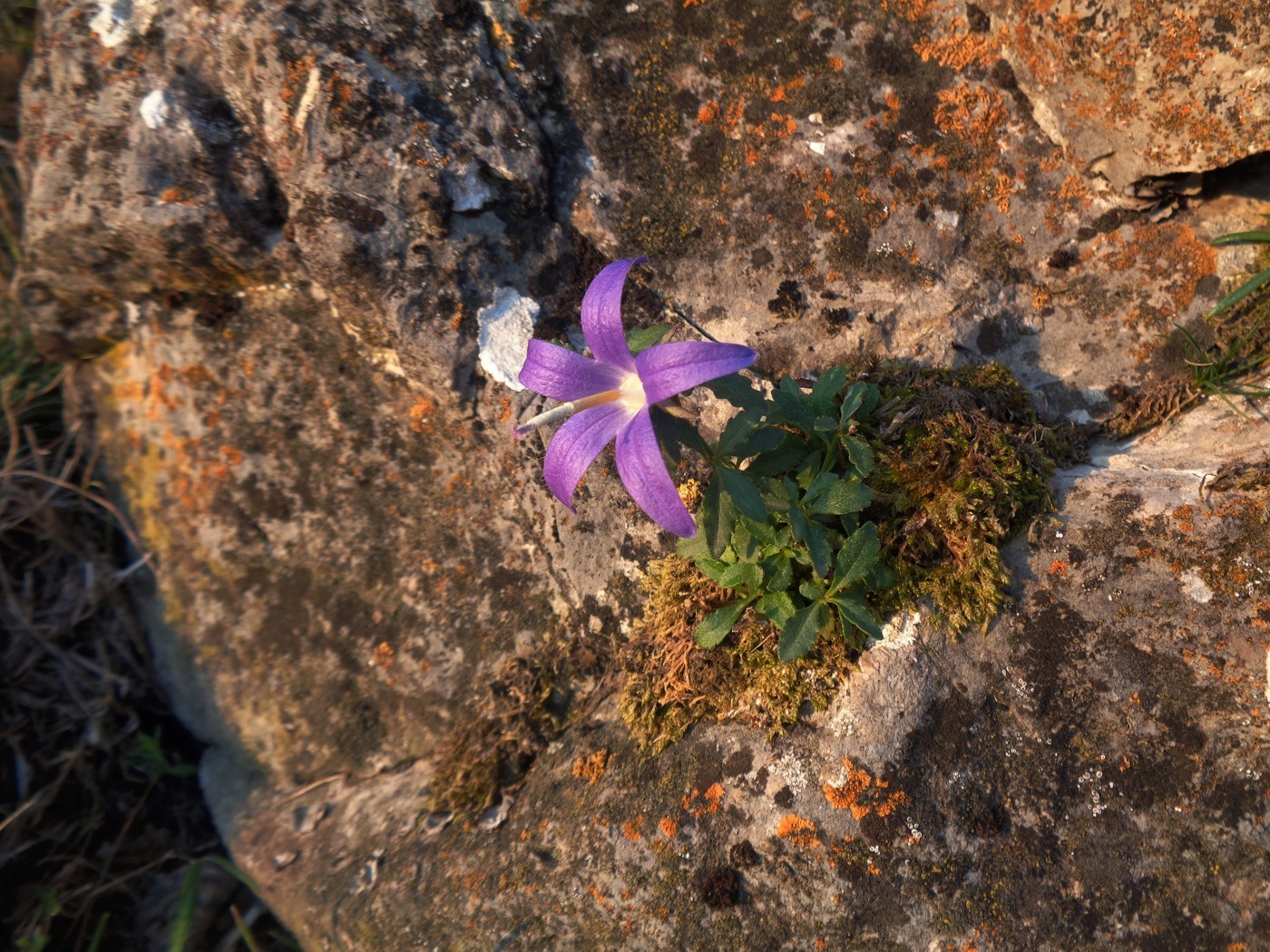 Image of Campanula lezgina specimen.