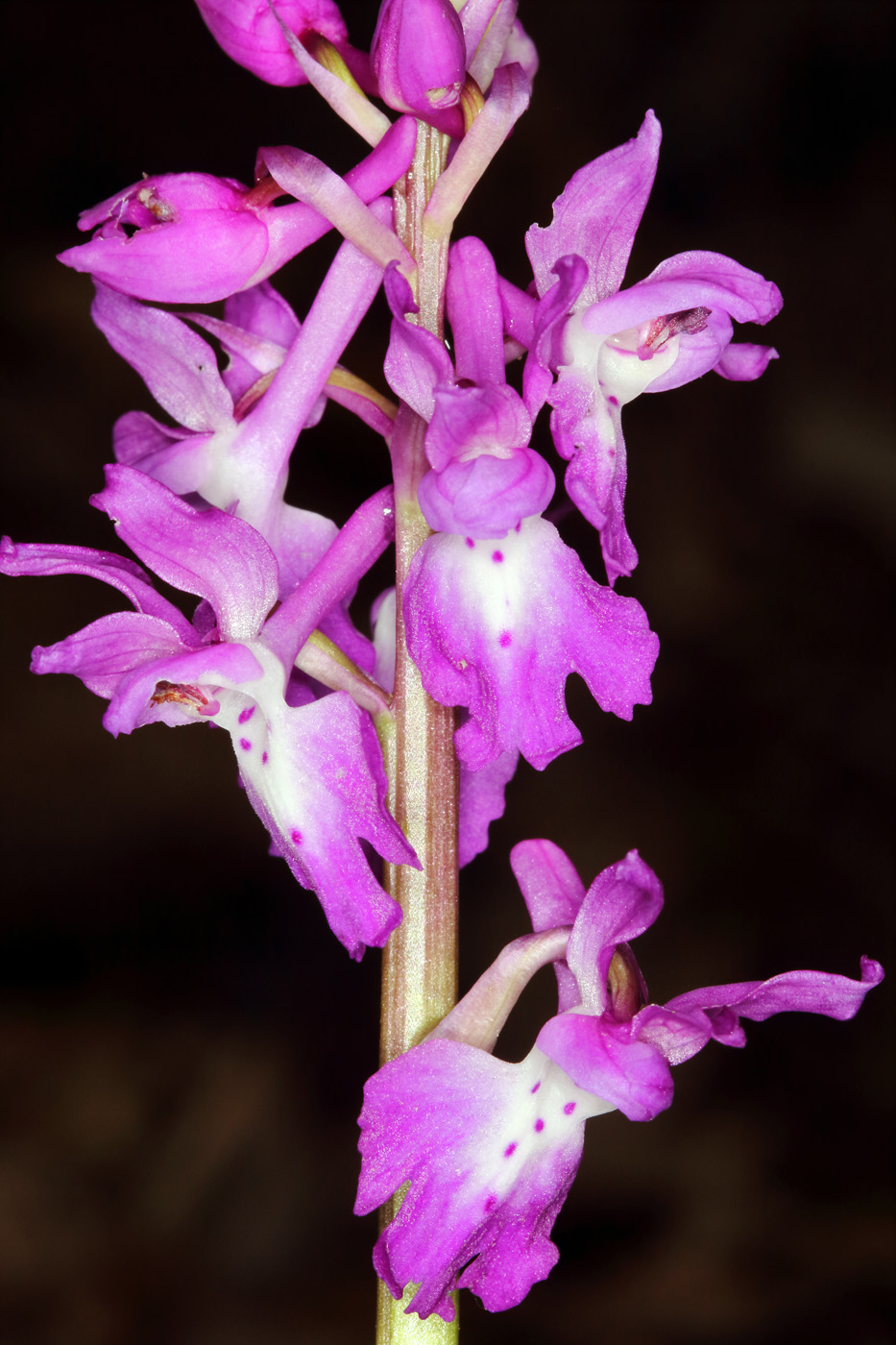 Изображение особи Orchis mascula.