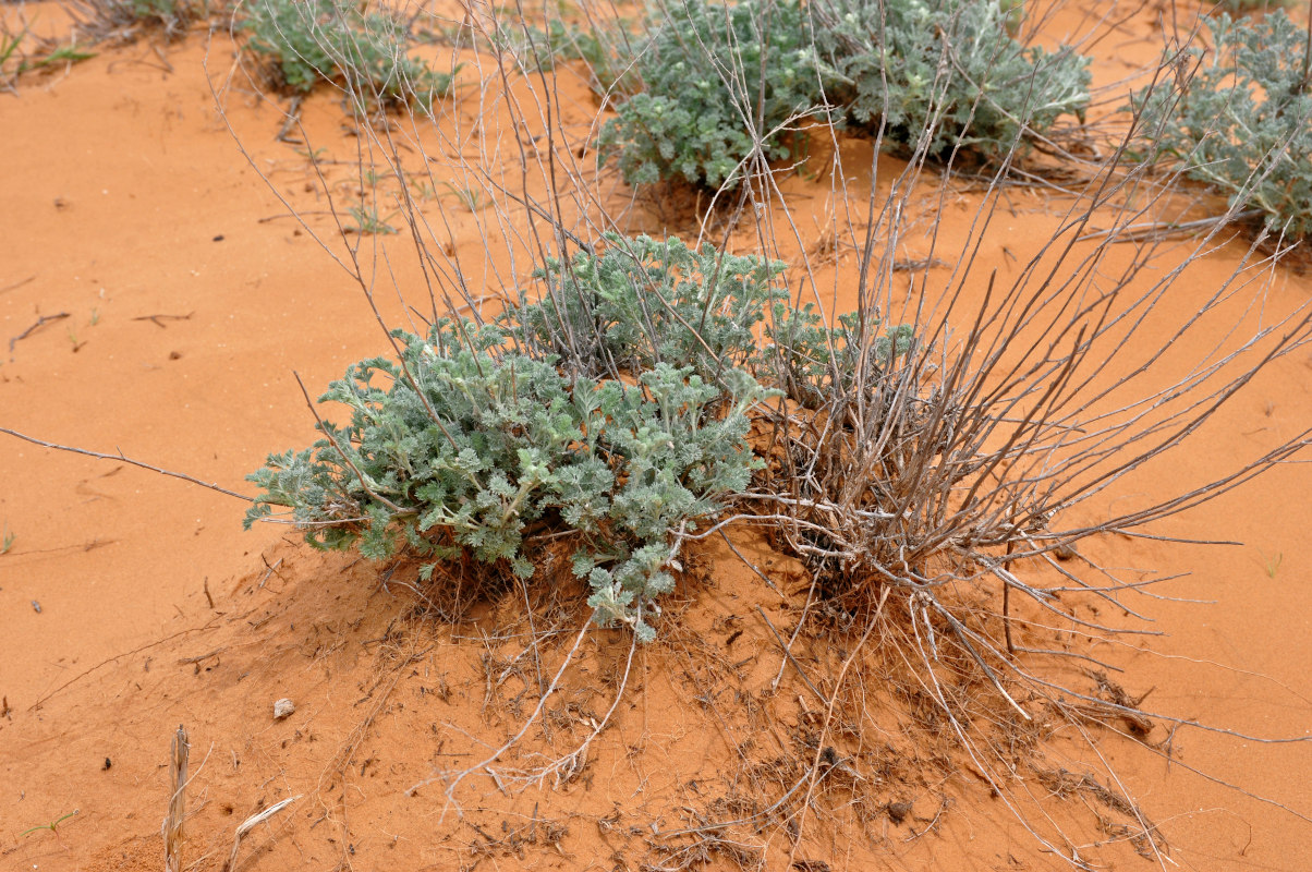 Image of genus Artemisia specimen.