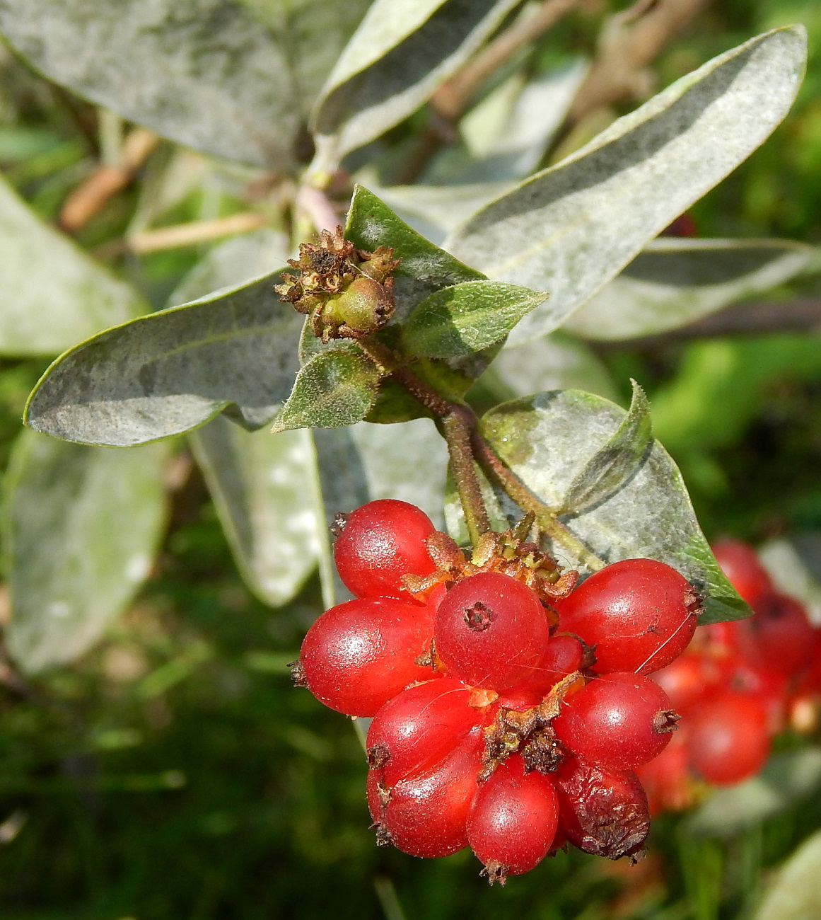 Image of genus Lonicera specimen.