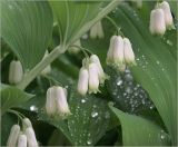 Polygonatum multiflorum