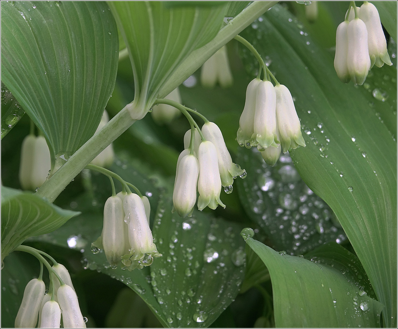 Изображение особи Polygonatum multiflorum.