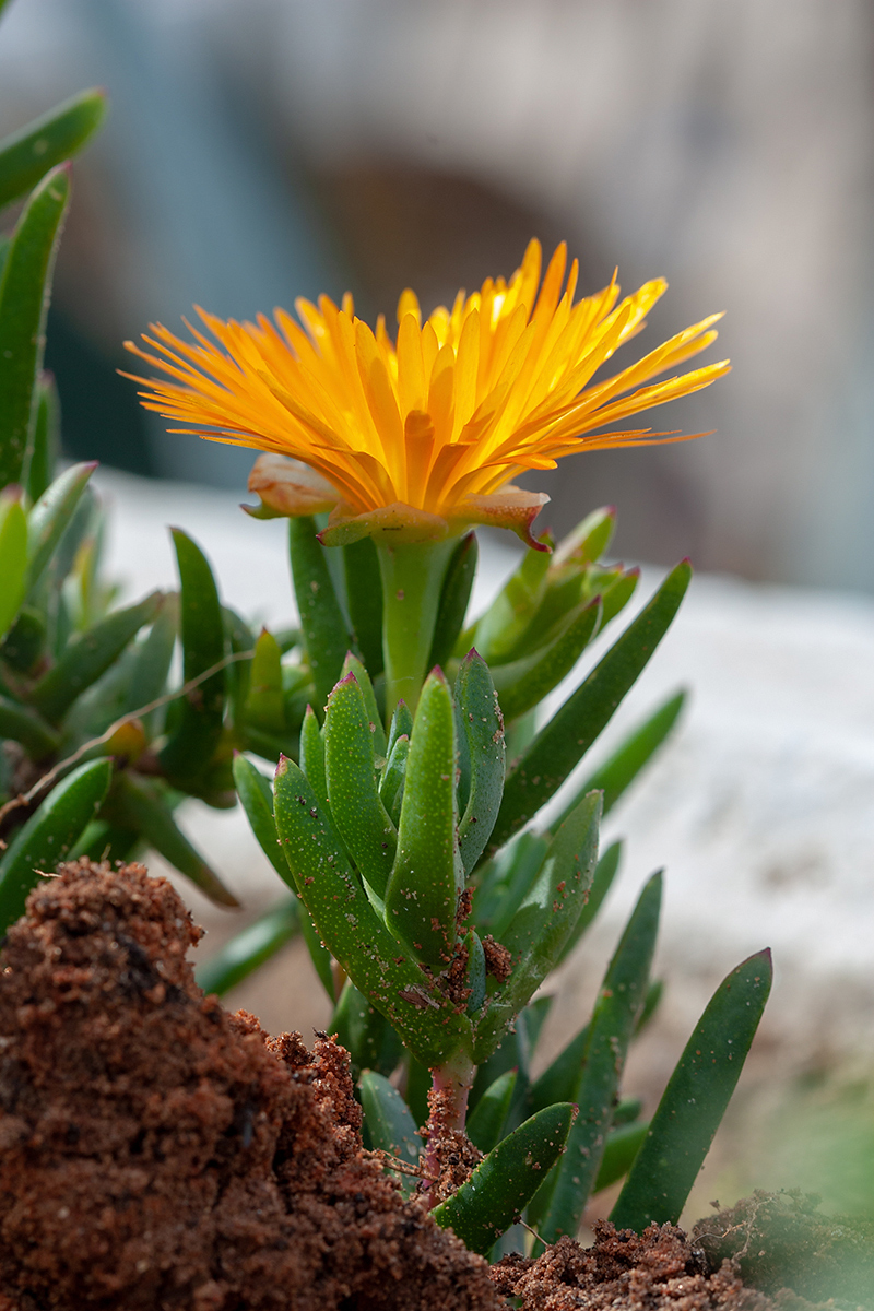 Image of familia Aizoaceae specimen.