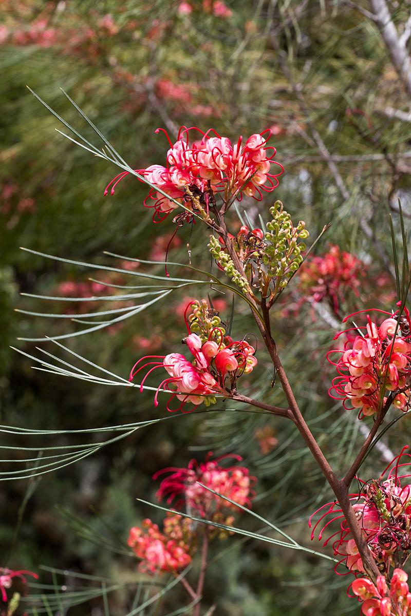 Изображение особи Grevillea longistyla.