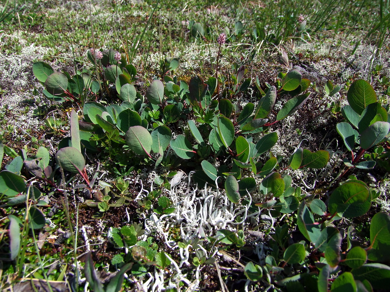 Image of Salix alexii-skvortzovii specimen.