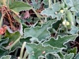 Ecballium elaterium