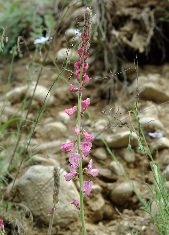 Изображение особи Onobrychis vaginalis.