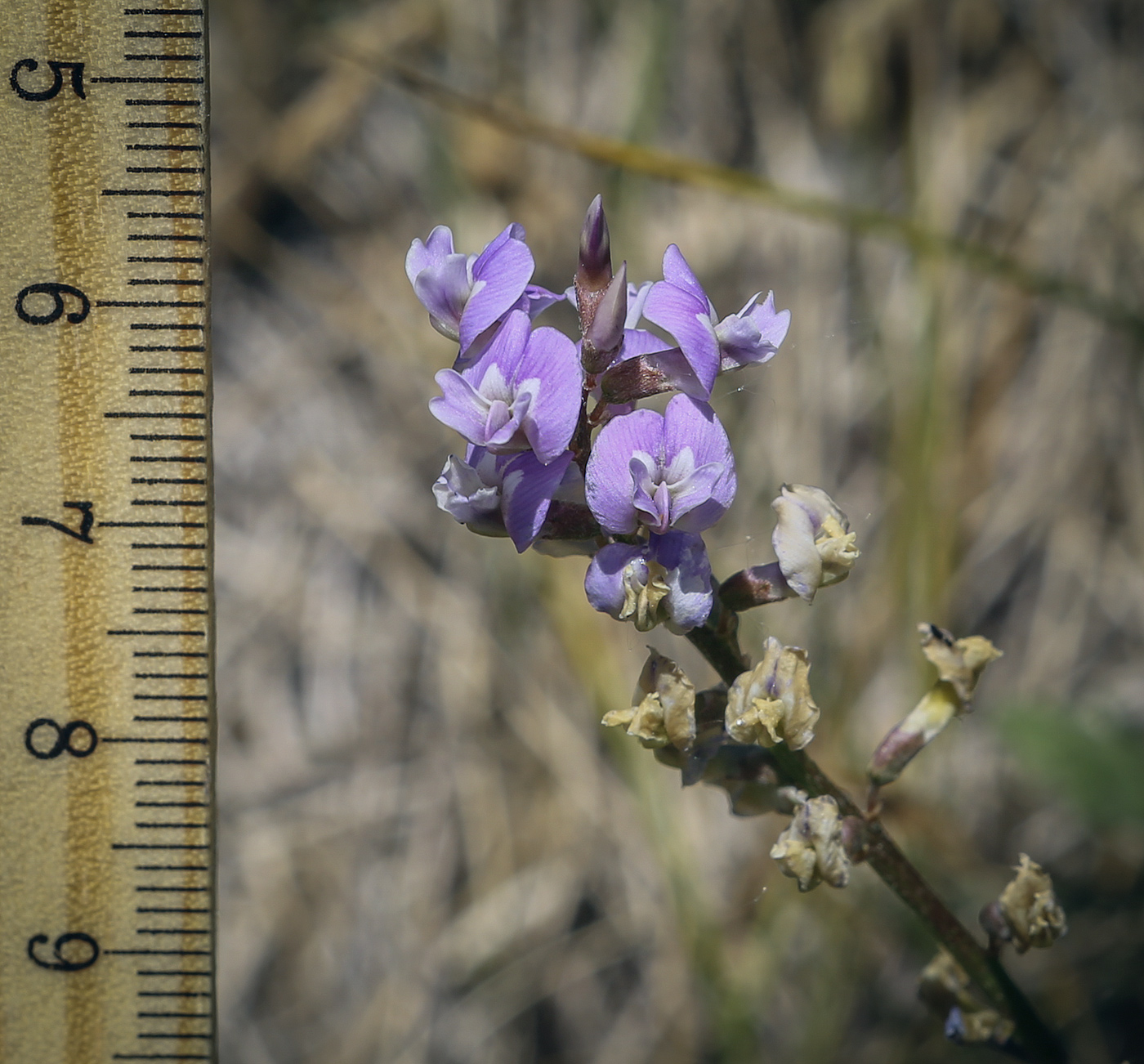 Image of Astragalus silvisteppaceus specimen.