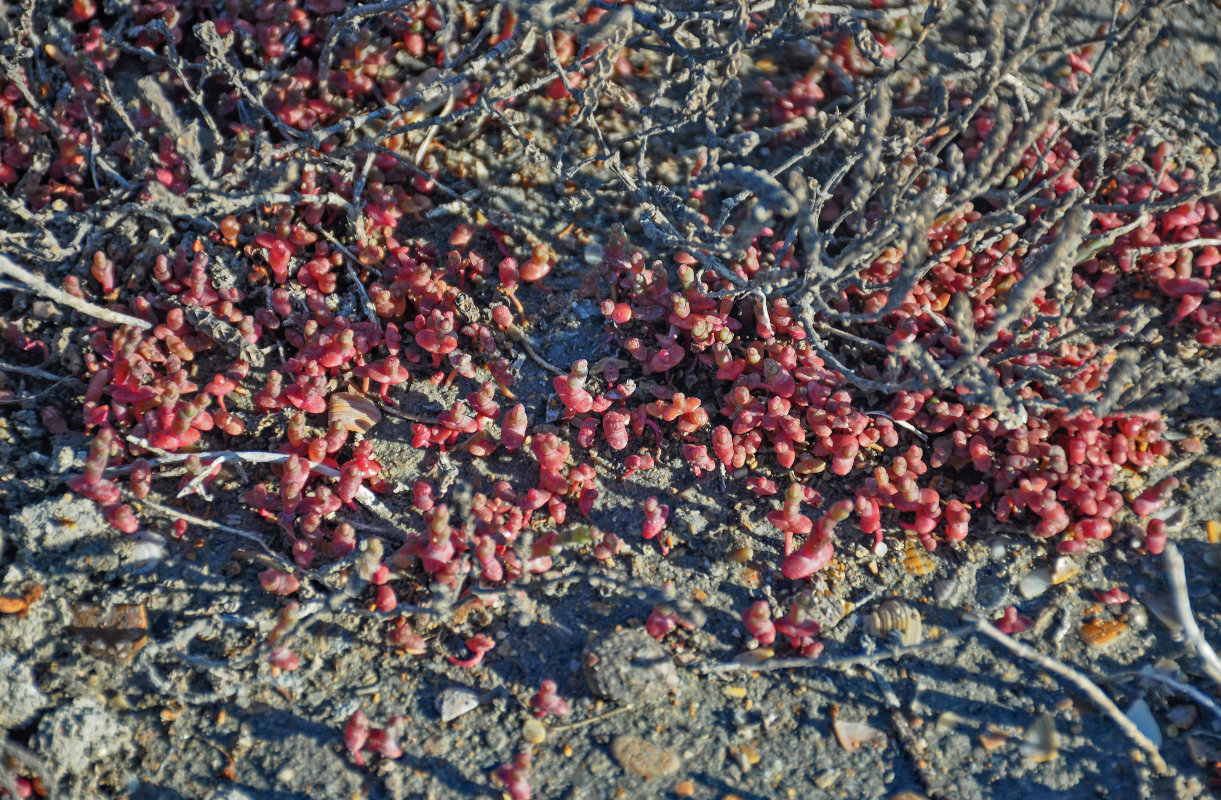 Image of genus Salicornia specimen.