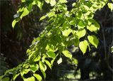 Tilia begoniifolia