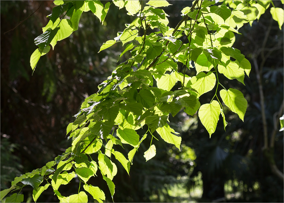 Изображение особи Tilia begoniifolia.