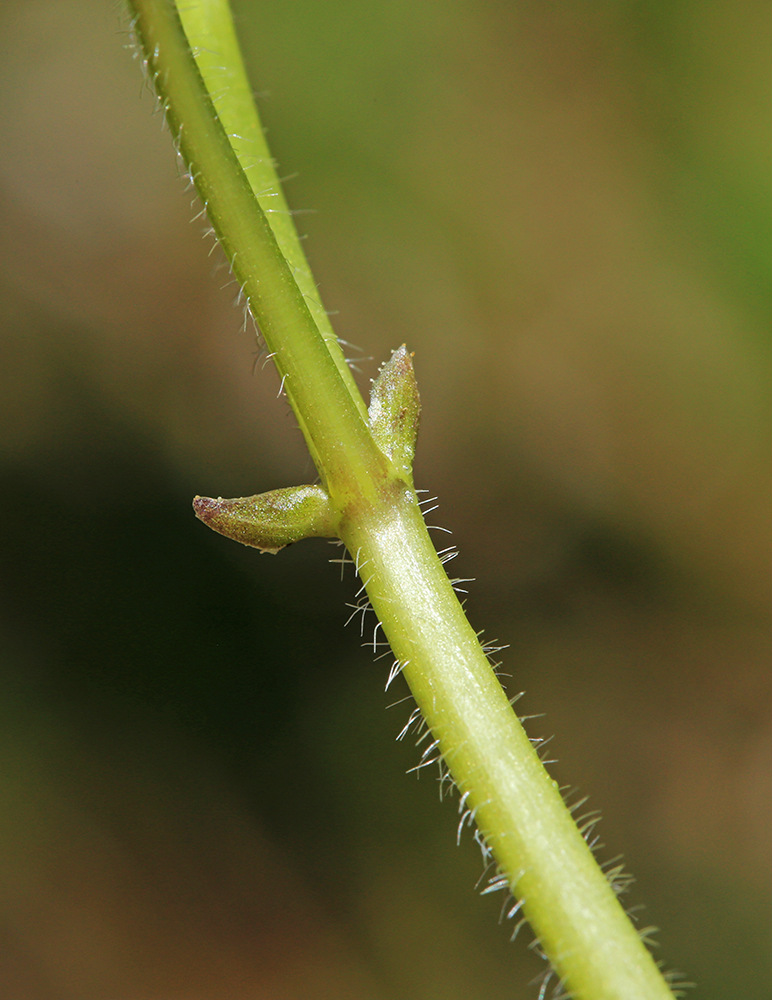 Image of Viola muehldorfii specimen.