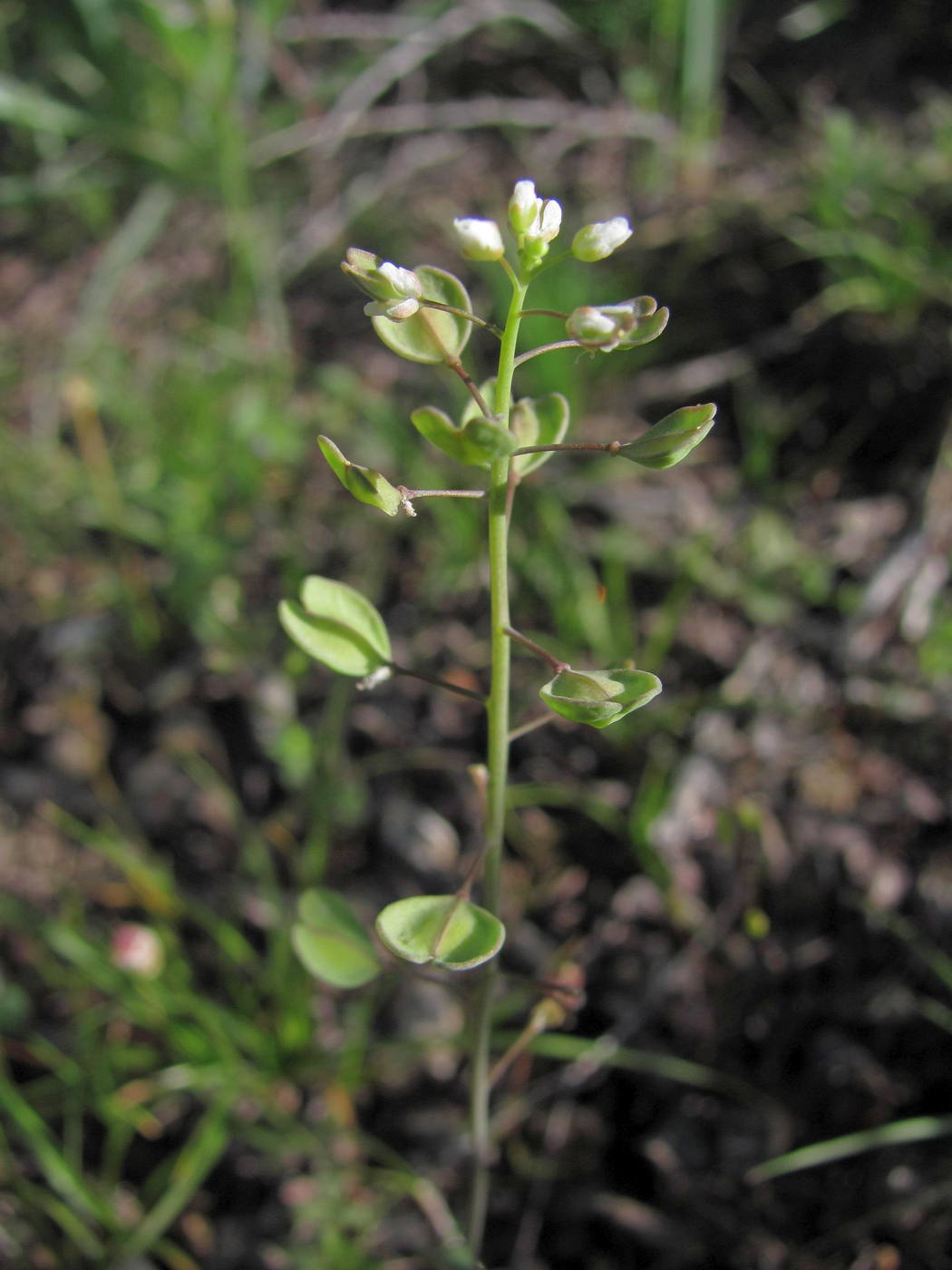 Image of Microthlaspi perfoliatum specimen.