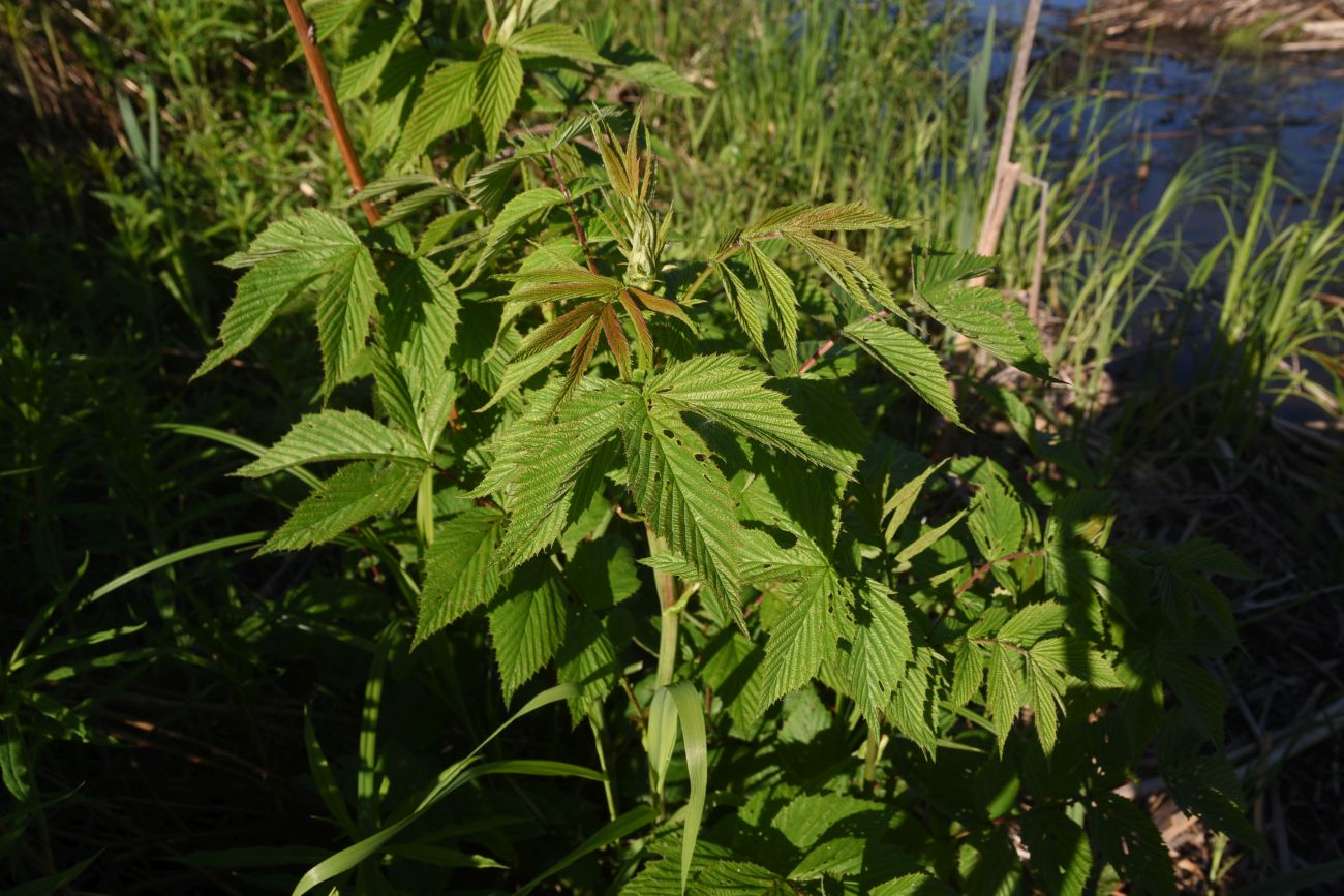 Image of Filipendula ulmaria specimen.