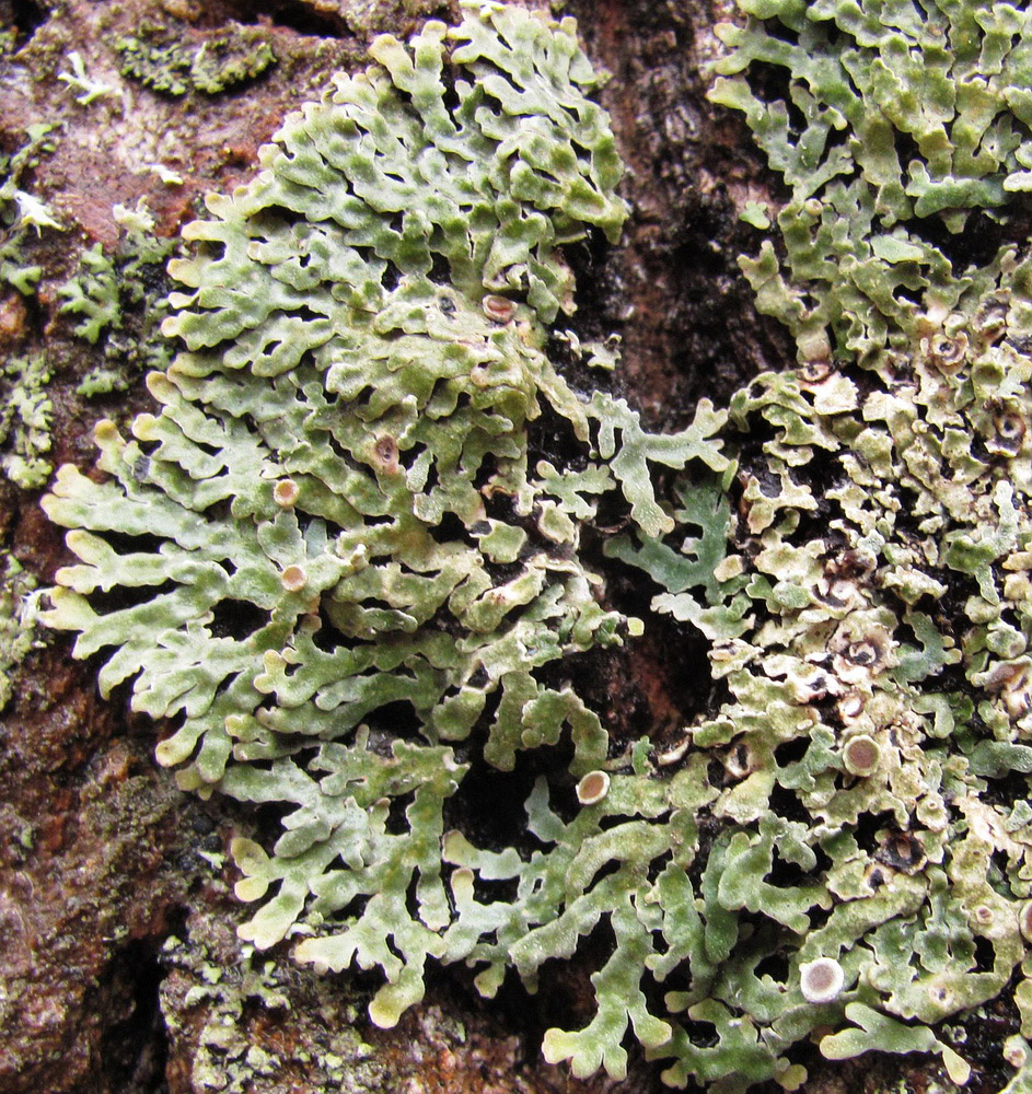 Image of genus Parmelia specimen.